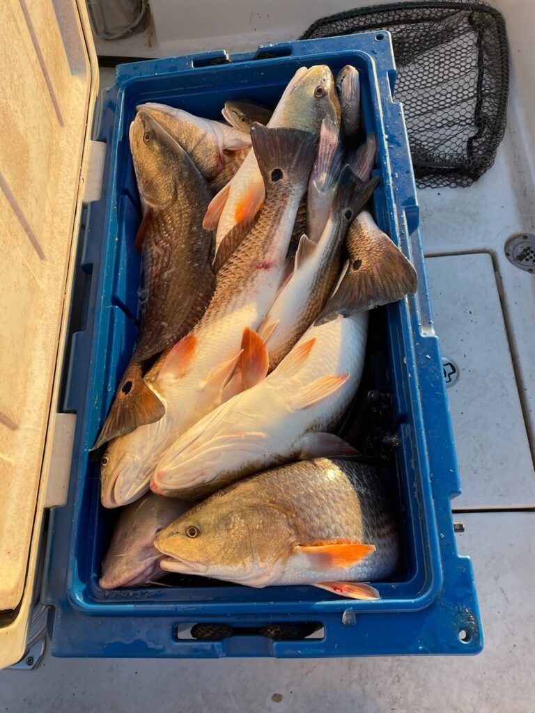 Redfish Inshore Fishing Charter