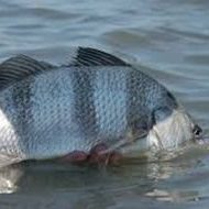 Delacroix Inshore Fishing Charter - Black Drum