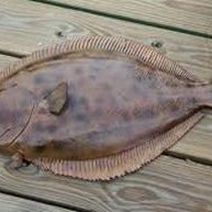 Flounder - New Orleans Fishing Charter