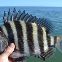 Sheepshead caught on Delacroix Inshore Fishing Charter